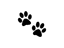 Dog paw
