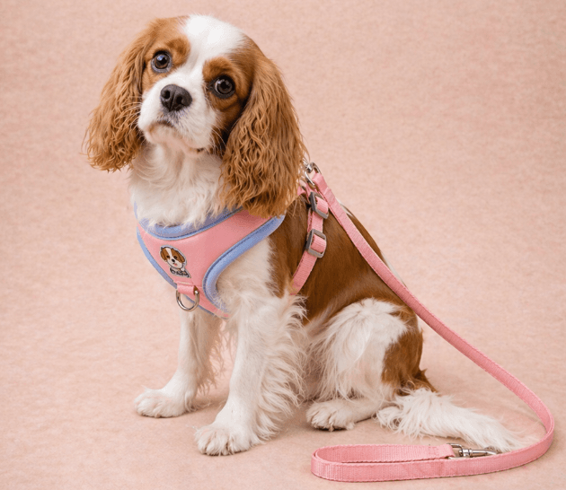 Pink harness detail view