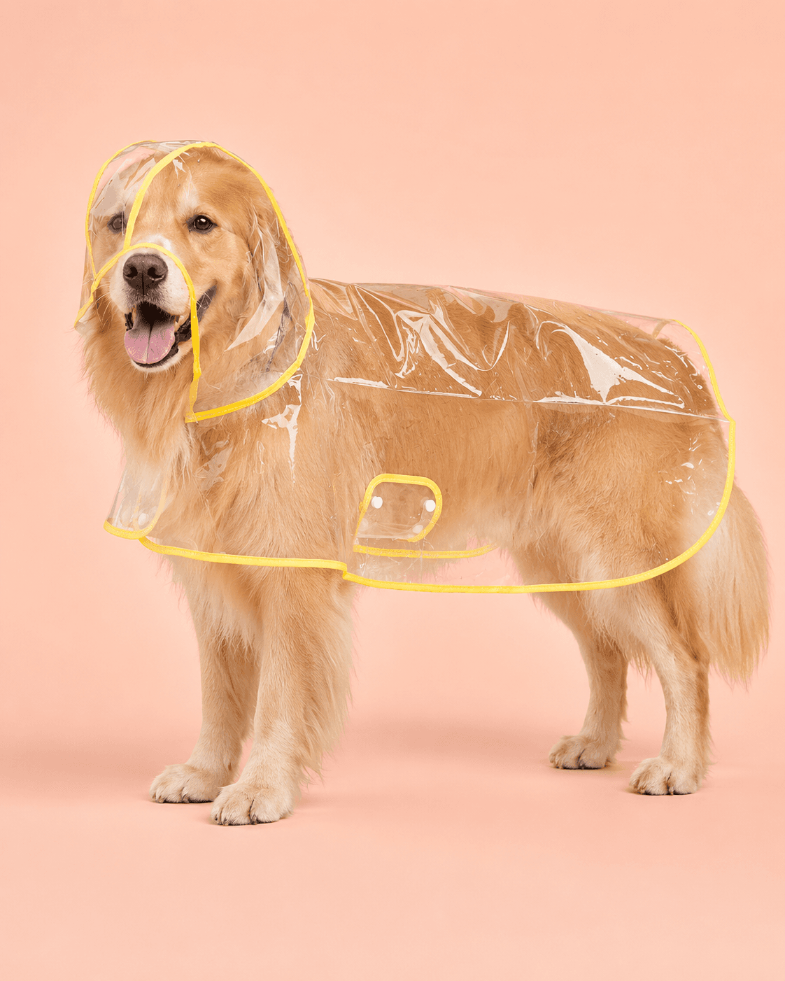 Clear yellow-trimmed dog raincoat