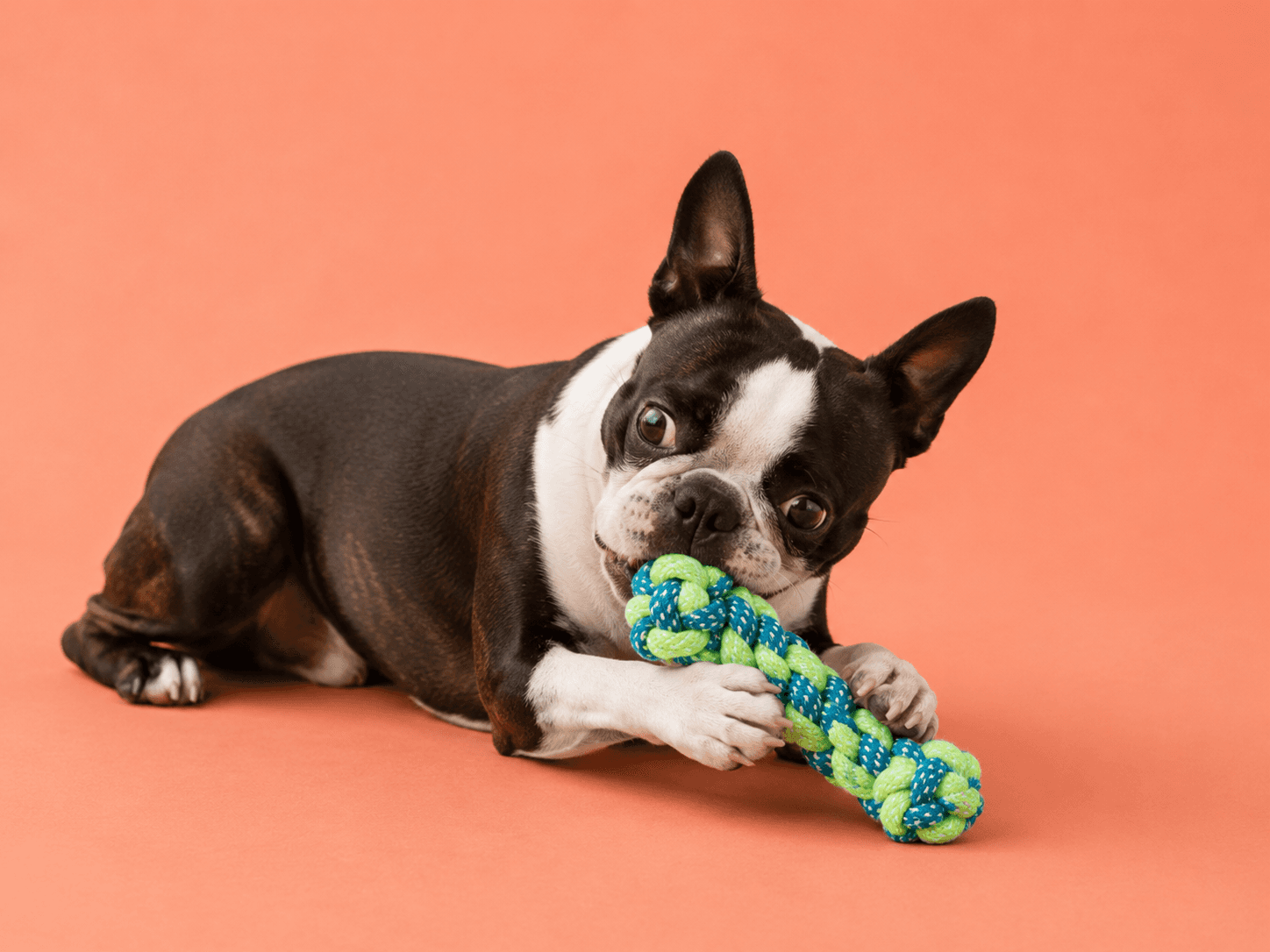Dog chewing a blue and green bone-shaped rope tug toy