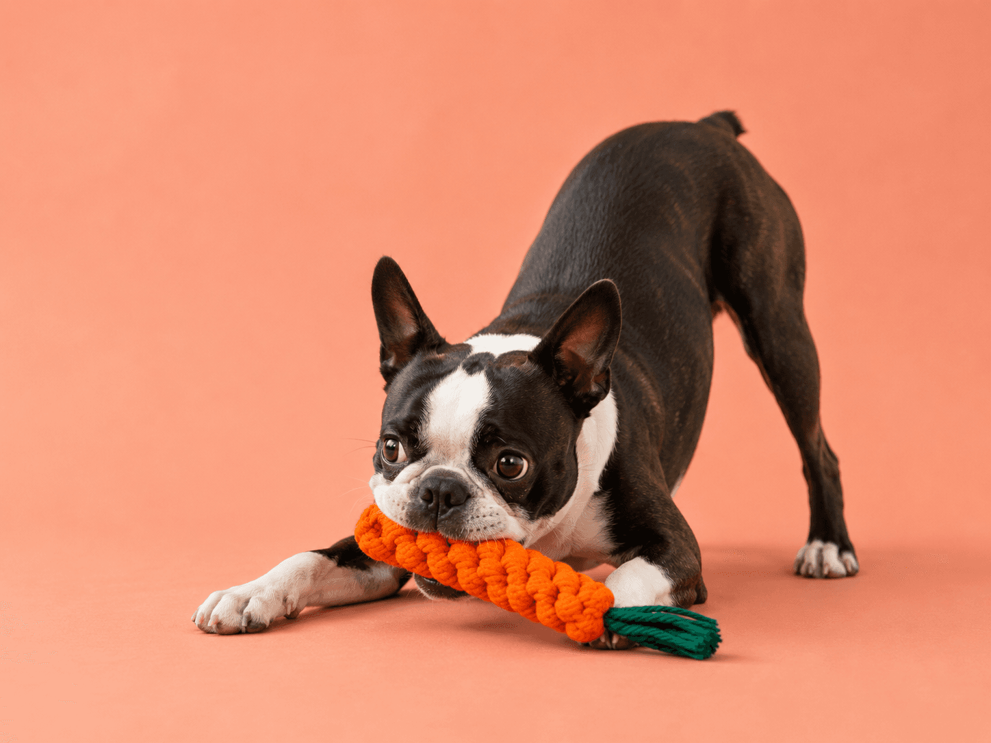 Dog tugging an orange carrot rope toy