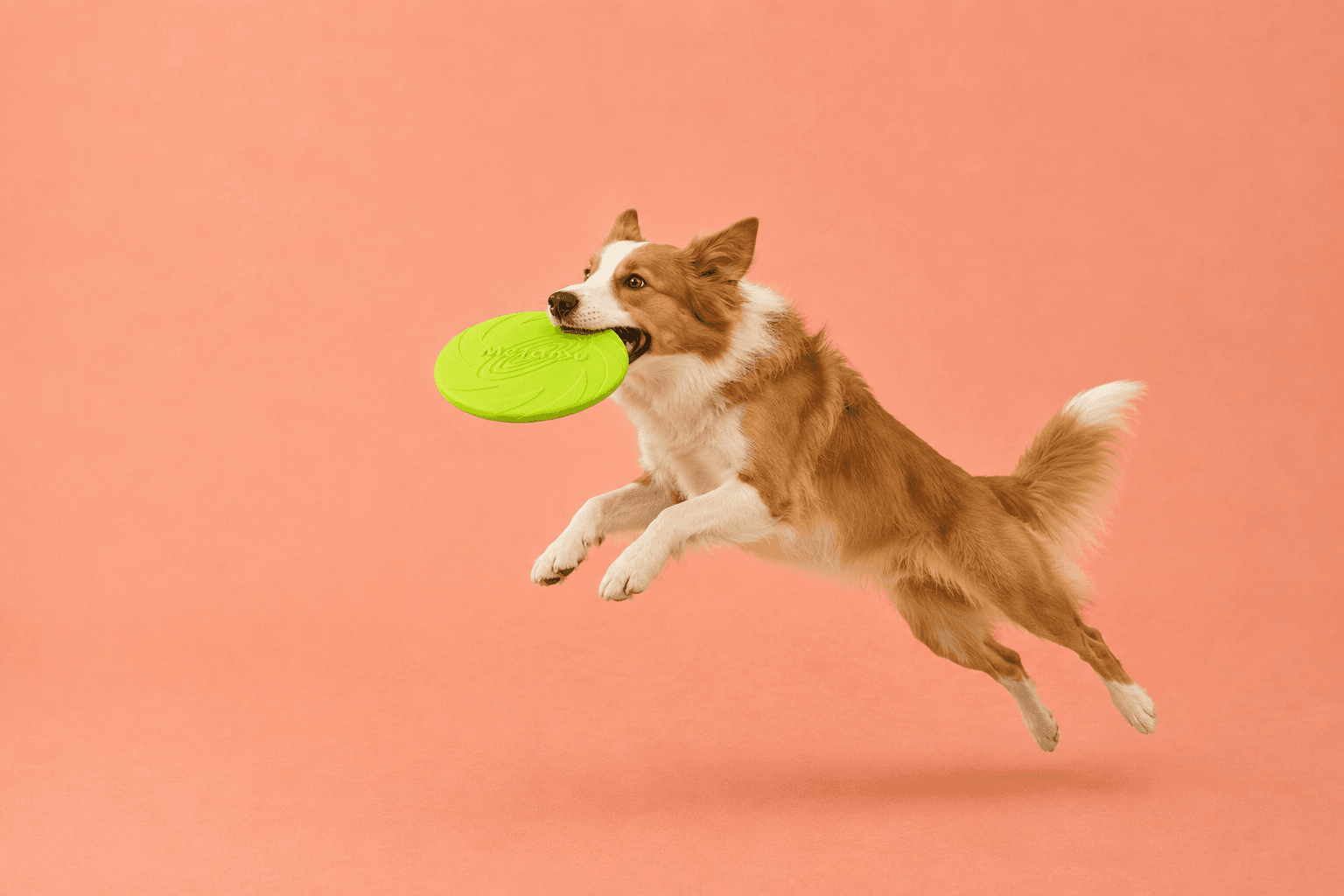 Dog catching a green training flyer disc